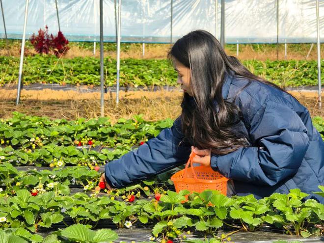 哇塞！蔡甸草莓采摘季开启超全攻略速看→(图1)