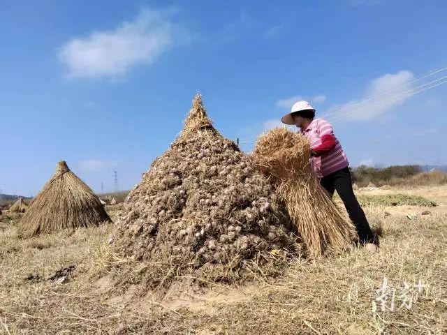 周道如砥、田连阡陌惠来周田镇用“蒜”盘拨响乡村振兴协奏曲(图4)